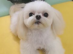 -翊宠yipet猫狗购宠庄园犬舍•猫舍