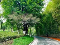 -龙头寺公园