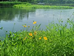 -金银湖国家城市湿地公园