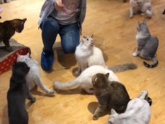 -万小咖.猫咖(中山路天虹店)