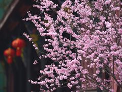 -青羊宫