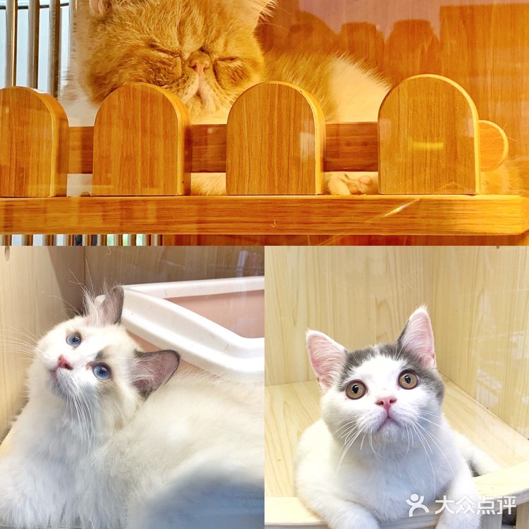 深圳超全宠物店🐱买宠物就去金色世家！