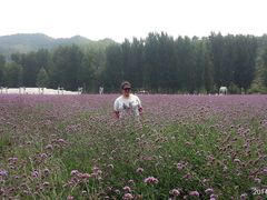 -紫海香堤香草艺术庄园