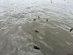 -西湖游船