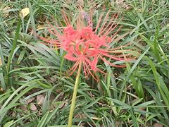 -金鸡湖桃花岛