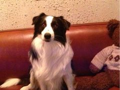 百好乐比萨-百好乐宠物友好餐厅(朝外大街店)