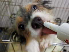 -爱诺耐芙动物医院(万博店)