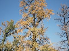 -千年银杏谷文化旅游区