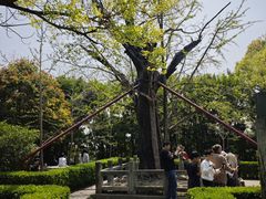 -上海佘山国家森林公园天马山园