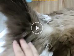 -钦宠·猫咪售卖·洗护·寄养(东圃旗舰店)