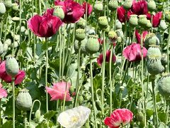 -国家植物园南园