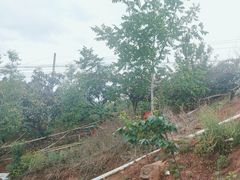 -桃源山庄·水蜜桃采摘·柴火鸡·烧烤团建(龙泉山店)