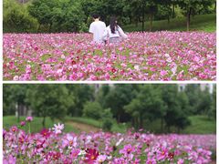 -瑶湖郊野森林公园