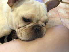 -more than meow吴止猫主题餐厅(承德 中船汇店)