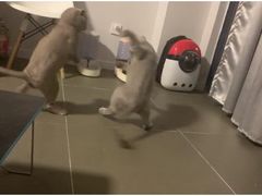 -伟伟宠物医院·瑞派猫友好医院·猫科(光谷店)