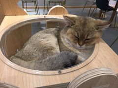 -飞行喵MR PILOT|猫舍·猫咖(静安大融城店)