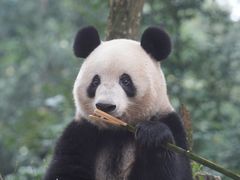 -中国大熊猫保护研究中心雅安碧峰峡基地