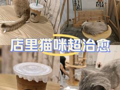 -楼上猫咖(罗湖店)