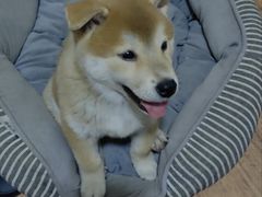 -美联众合动物医院·24h转诊中心