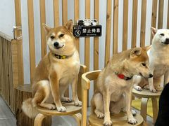 -柴迷FANS CLUB·柴犬狗咖·猫咖