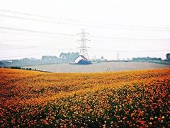 -紫颐香薰山谷景区