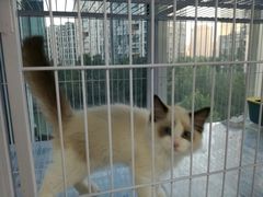 -喵百万·布偶·蓝金金渐层英短·猫舍(百子湾店)