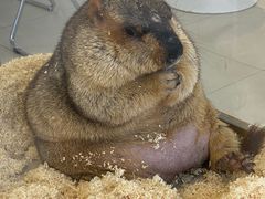 -怪兽屋·羊驼·猫咖·狗咖(俊华广场店)