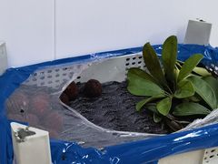 -二姐刨冰