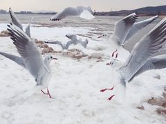 -老虎石海上公园