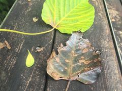 -南宁良凤江国家森林公园