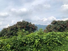 -广州市石门国家森林公园