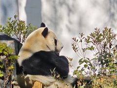 -红山森林动物园
