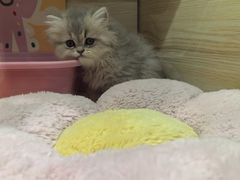-momokira米努特·德文卷毛猫·棉花面纱犬