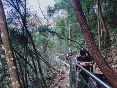 -九龙江国家森林公园