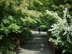 -上海滨江森林公园