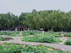 -荷花大观园