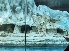 -帝企鹅自助餐厅•儿童岛•真企鹅(长隆企鹅酒店)