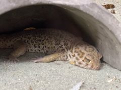 -上海大自然野生昆虫馆(东方明珠·爬宠昆虫探索中心)