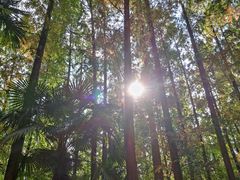 -东平国家森林公园