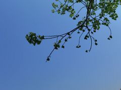 -两河城市森林公园