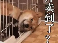 -华豫川酒家(大卫城店)