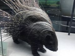 -国家自然博物馆