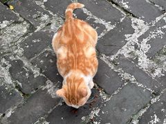 -千城康桥宠物医院·猫科·骨科·心脏