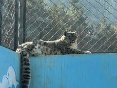 -青藏高原野生动物园