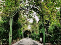 -合肥滨湖国家森林公园