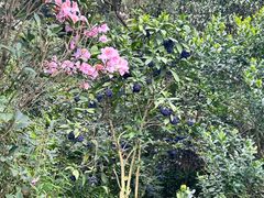 -梧桐山风景名胜区