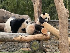 -卧龙中华大熊猫苑神树坪基地
