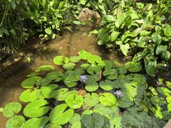 -昆明植物园