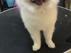 -小呆的宠物店·宠物售卖·宠物寄养(城西店)
