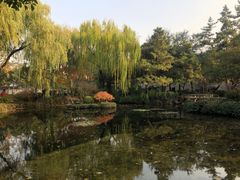 -秋霞圃